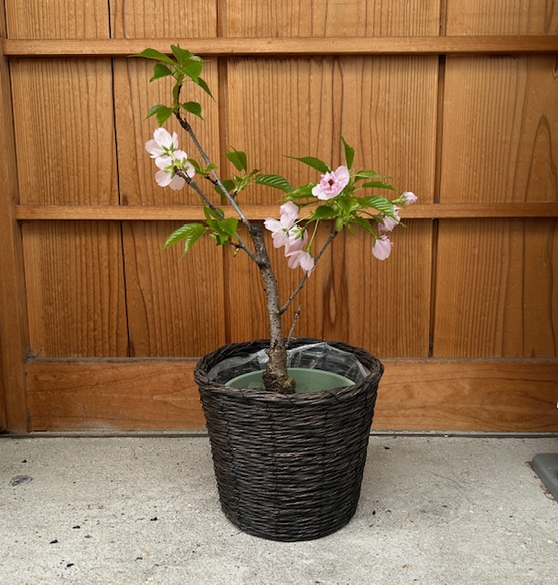 桜