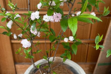 庭桜