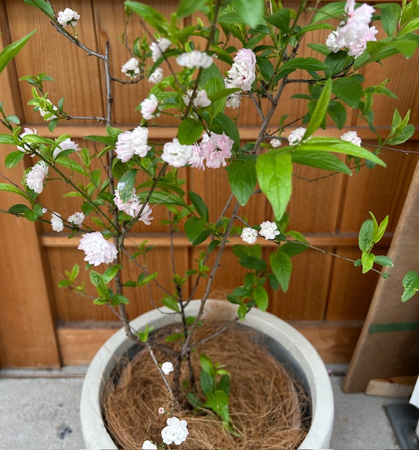 庭桜
